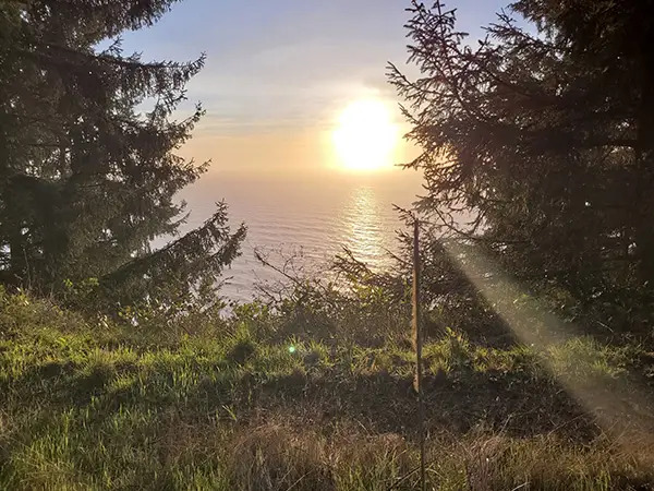 A view of the Pacific Ocean at sunset, seen through tall evergreen trees framing a grassy coastal bluff in Humboldt County, Northern California.