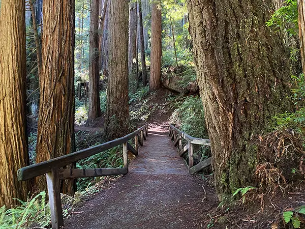A wooden footbridge winding through a dense grove of towering redwoods in Northern California, with sunlight filtering through the tall trunks and ferns carpeting the forest floor.