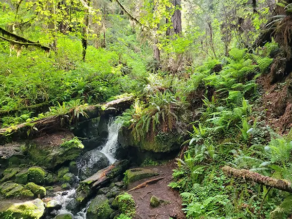 Misty waterfall in a Humboldt and Del Norte County redwood forest.