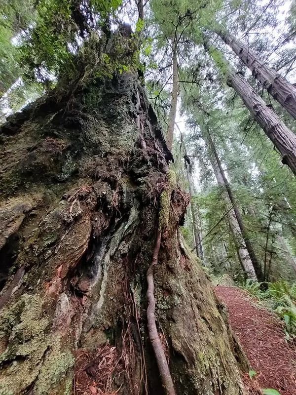 Moss-covered redwood trunk and forest trail in Northern California.